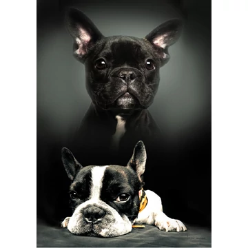 Kutyás Bulldog polár takaró 100x140cm Kutyás Bulldog polár takaró 100x140cm