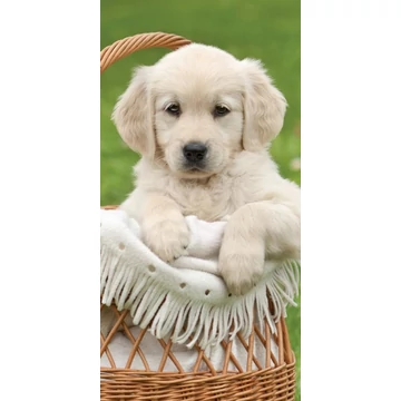 Kutyás Cart fürdőlepedő, strand törölköző 70x140cm