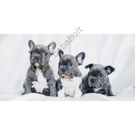 furdolepedo-strand-torolkozo-francia-bulldog-kutyas