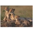 Kép 2/2 - gepard-gepardos-gepard-csalad-1000db-os-puzzle-animal-planet-1