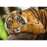 Kép 2/2 - tigrises-tigris-500-db-os-puzzle-trefl-1