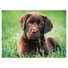 Kép 2/2 - kutyas-dog-chocolate-puppy-hqc-500db-os-puzzle-clementoni-1