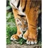 Kép 2/2 - tigrises-bengali-tigris-kolyok-hqc-500db-os-puzzle-clementoni-1