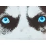 Kép 3/3 - Husky mintás hosszú ujjú póló