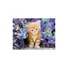 Kép 2/2 - Cicás Ginger 500 db-os puzzle Clementoni