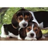 Kép 2/3 - Kutyás Beagles Close Together 500 db-os puzzle Clementoni