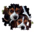 Kép 3/3 - Kutyás Beagles Close Together 500 db-os puzzle Clementoni