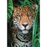 Kép 2/2 - Állatos Jaguar 500 db-os puzzle Clementoni