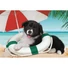 Kép 2/2 - Kutyás Sunny Beach 104 db-os puzzle Clementoni