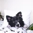 Kép 4/4 - Kutyás Border Collie ágyneműhuzat 140×200cm, 70×90 cm
