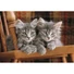 Kép 2/2 - Cicás Cozy Cat 500 db-os Compact puzzle Clementoni