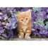 Kép 2/2 - Cicás Ginger 500 db-os Compact puzzle Clementoni